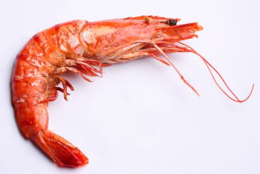 Shrimp clipart