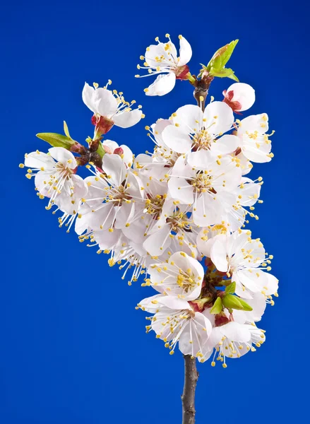 Květiny Meruňka — Stock fotografie