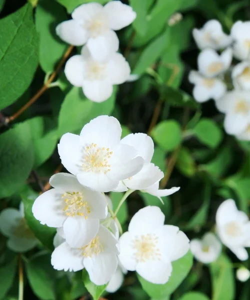 Jusmine shrub in blossom — Stock Photo, Image