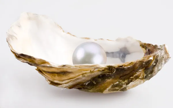 Biała perła — Zdjęcie stockowe