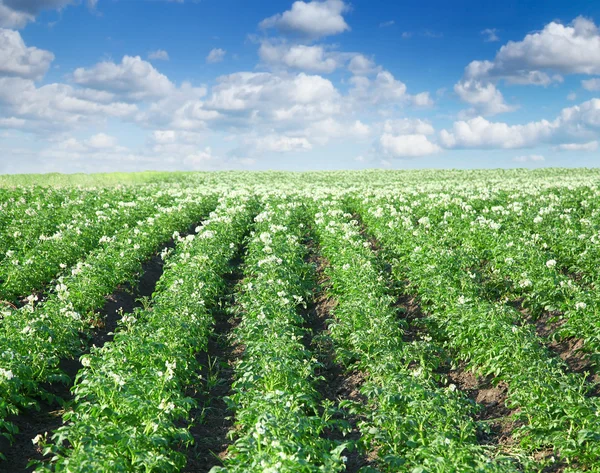 Buskar av potatis är i fältet — Stockfoto