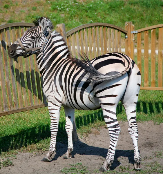 Uma zebra em pé perto de cerca de madeira — Fotografia de Stock