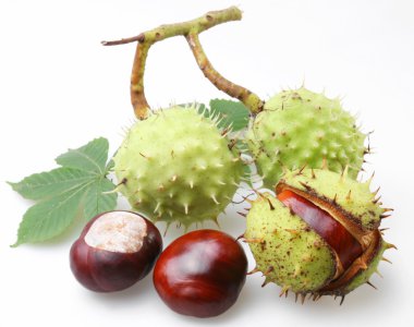 Chestnut on a white background clipart