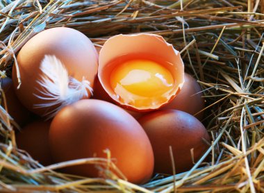 Chicken eggs in the straw with half a broken egg in the morning light. clipart