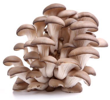 Oyster mushrooms on a white background clipart