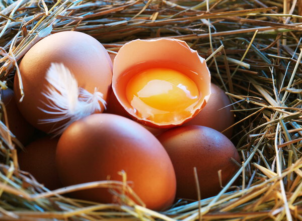 Chicken eggs in the straw with half a broken egg in the morning light.