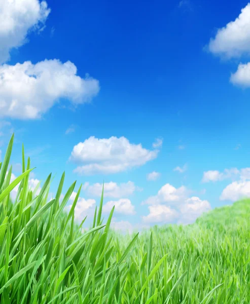 Groen gras tegen de lucht — Stockfoto