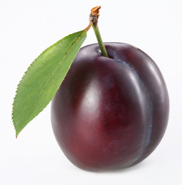 Plum on a white