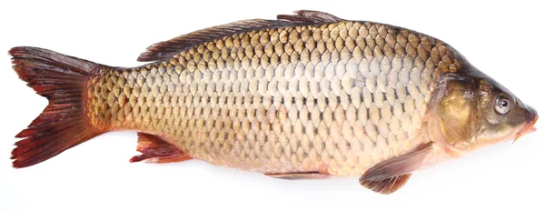Carpa de peixe fresca sobre um fundo branco — Fotografia de Stock