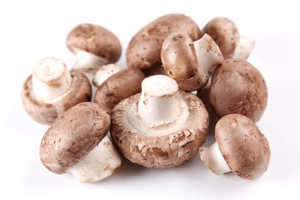 Mushrooms royal champignon. — Stock Photo, Image