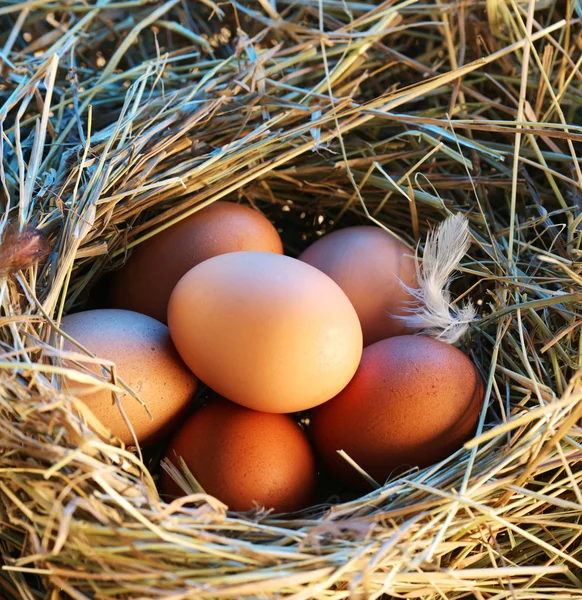 Chicken eggs in the straw in the morning light. — Stock Photo, Image