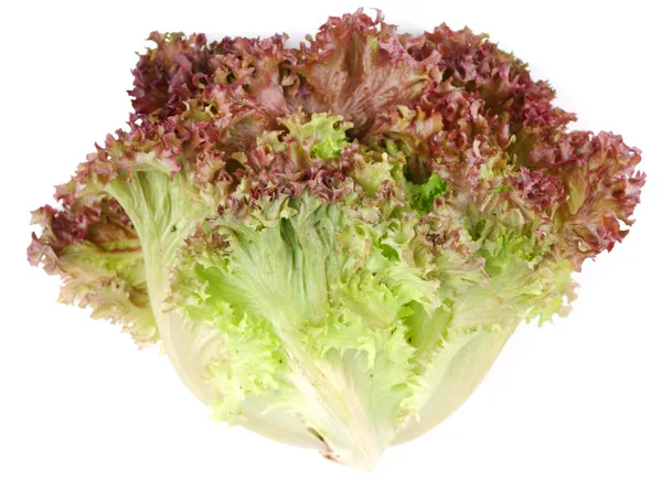 Пучок листя салату . — стокове фото