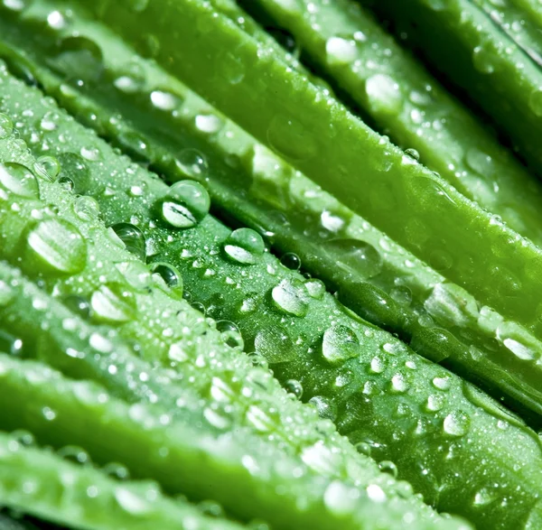 Leaves of onion closeup with water drops — Stock Photo, Image