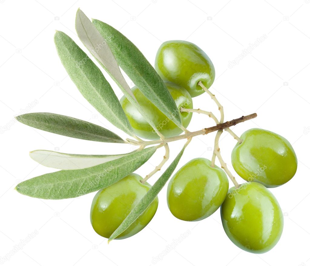 Branch with green olives.