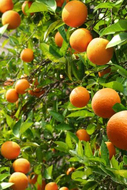 Orange trees with ripe oranges clipart