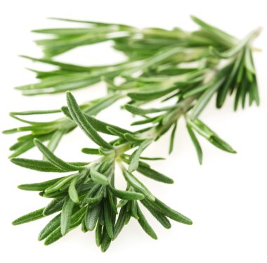 The branch of rosemary . clipart