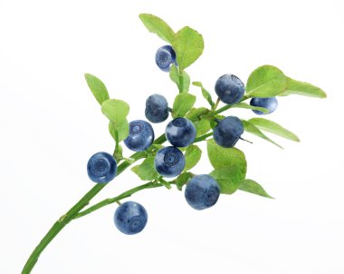Blueberry branch clipart