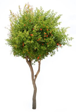 Pomegranate tree isolated on white background clipart