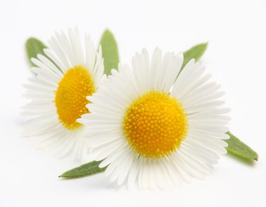 Macro shot of wild camomiles over white clipart