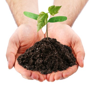 Young sprout in the hands of a man on a white background clipart