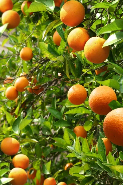 Drzewa pomarańczowe z dojrzałych pomarańczy — Zdjęcie stockowe