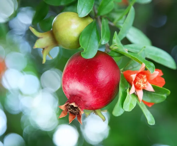 Gren med mogen granatäpple och granatäpple blommor — Stockfoto