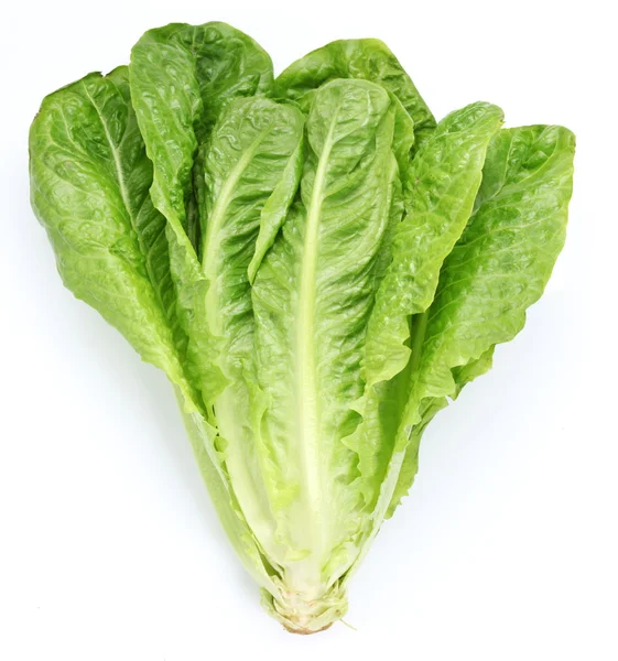 Lettuce. — Stock Photo, Image