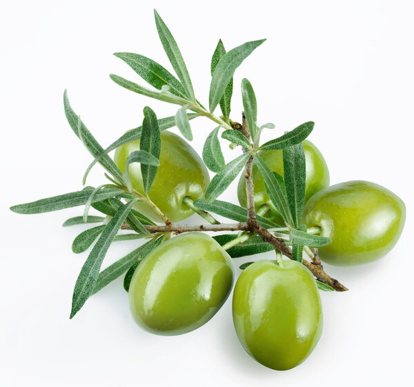 Green olives with a branch on a white background