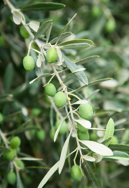 Větev s zelenými olivami na stromě — Stock fotografie