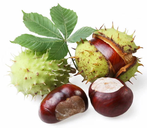 Chestnut on a white background — Stock Photo, Image