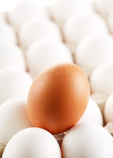 Bruna ägg vitten av ägg. — Stockfoto