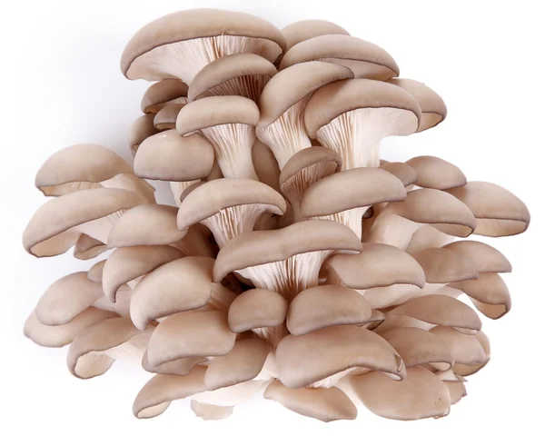 Устричні гриби на білому тлі — стокове фото