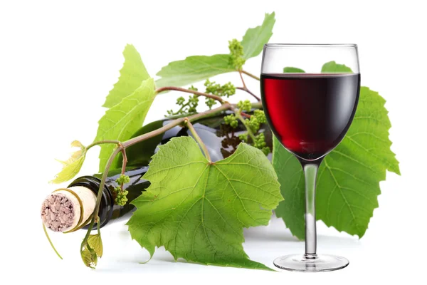 Bottle of wine in the vine on a white background — Stock Photo, Image