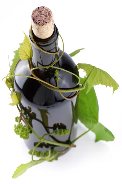 Botella de vino en la vid sobre fondo blanco —  Fotos de Stock