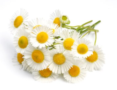 Macro shot of wild camomiles over white clipart