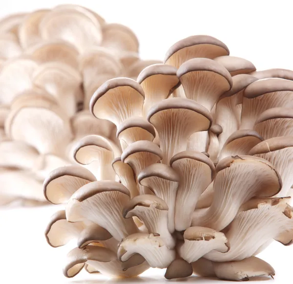 Setas ostras sobre fondo blanco —  Fotos de Stock