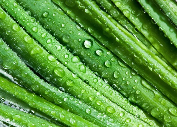 Leaves of onion closeup with water drops — Stock Photo, Image