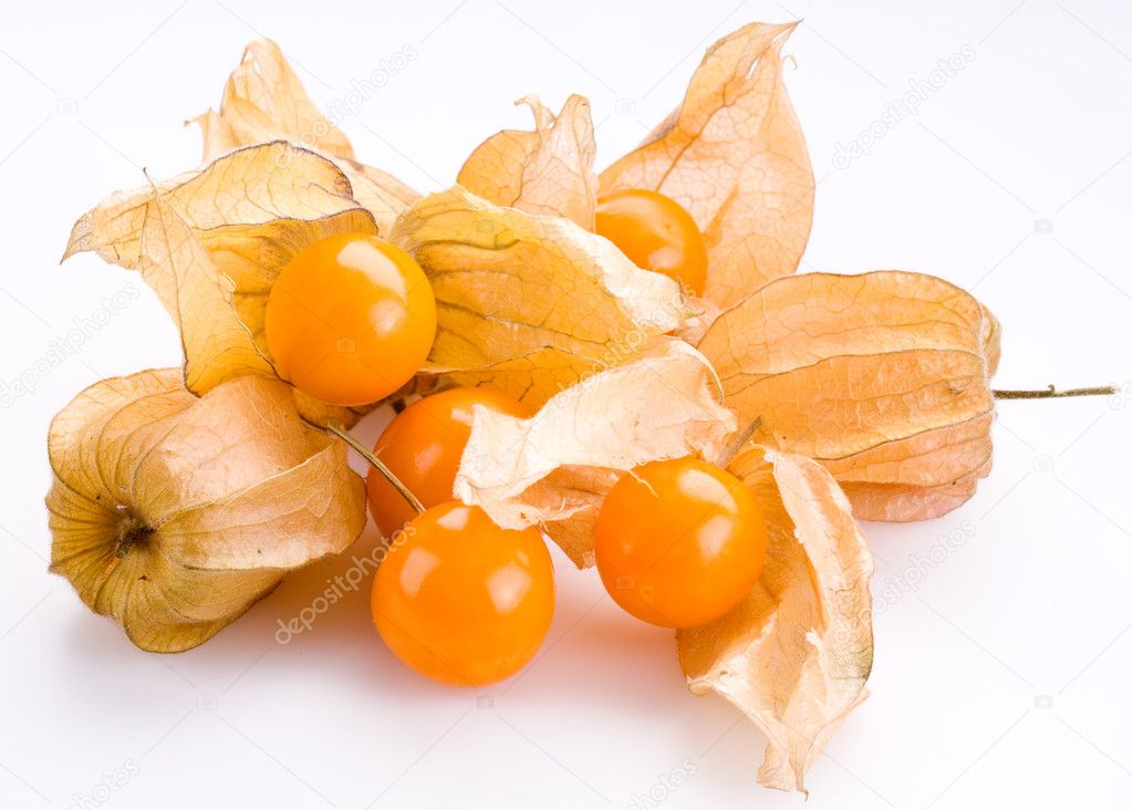 Physalis on a white background