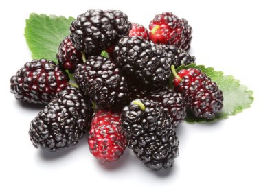 Ripe mulberries. clipart