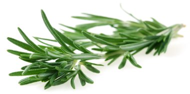 The branch of rosemary on a white background clipart