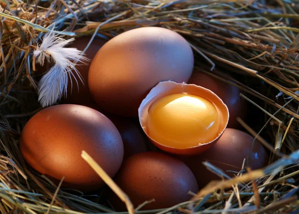 Chicken eggs in the straw with half a broken egg in the morning light. — Stock Photo, Image