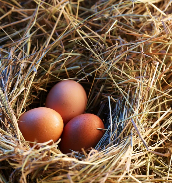 Huevos de pollo en la paja en la luz de la mañana . — Foto de Stock