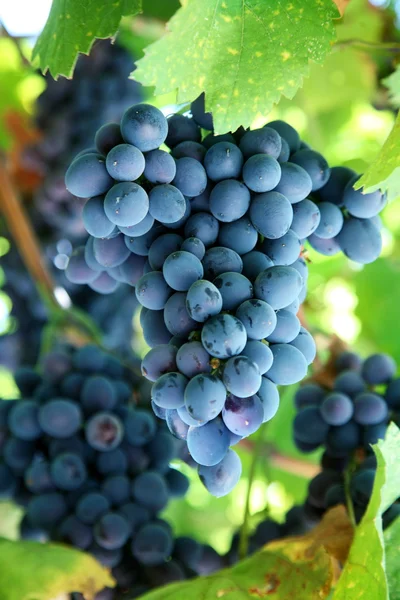 串在葡萄园中的蓝色葡萄 — 图库照片
