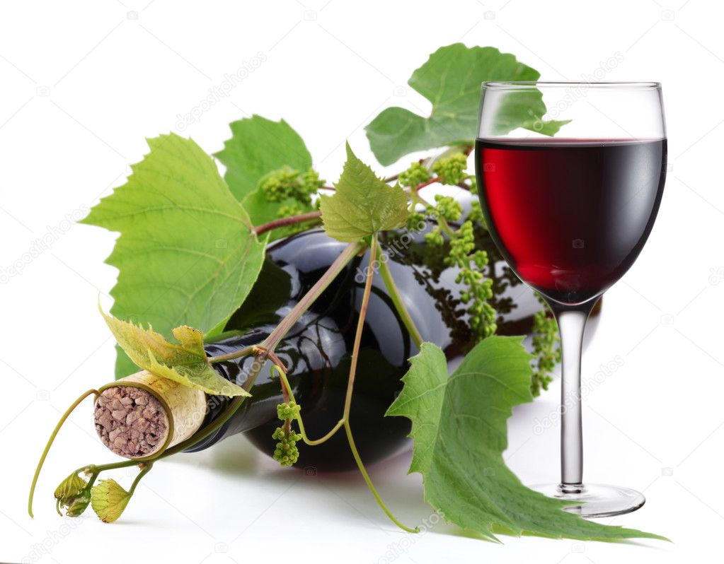 Bottle of wine in the vine on a white background
