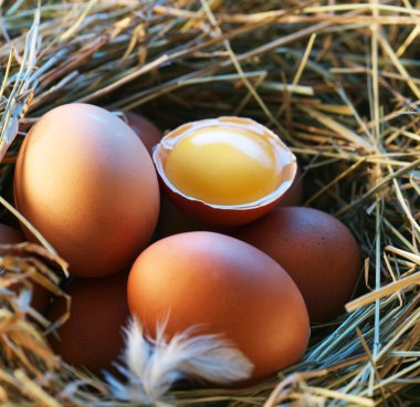 Chicken eggs in the straw with half a broken egg in the morning light. clipart