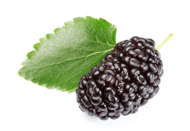Ripe mulberry. clipart