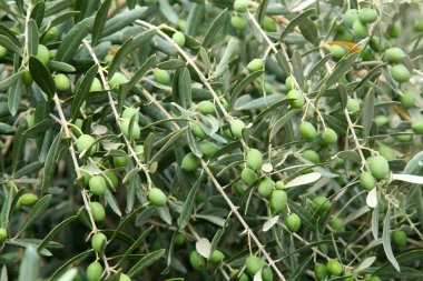 zeytin ağacı üzerinde yeşil zeytin