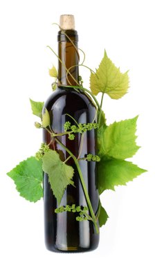 Bottle of wine in the vine on a white background clipart