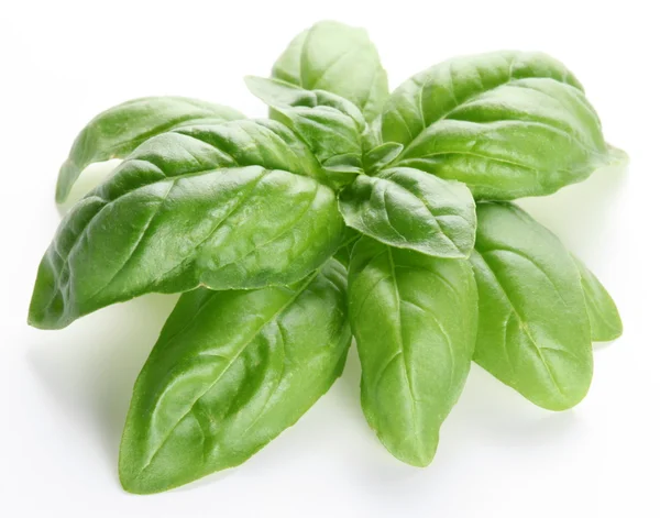 Leaves of basil on a white background — Stock Photo, Image