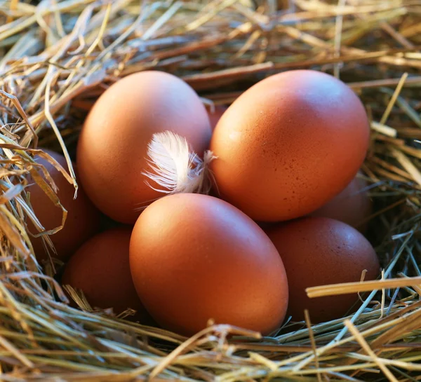 Slepičí vejce ve slámě v ranním světle. — Stock fotografie